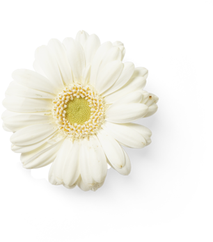 flower7.png