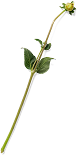 flower8.png