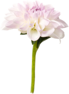 flower9.png