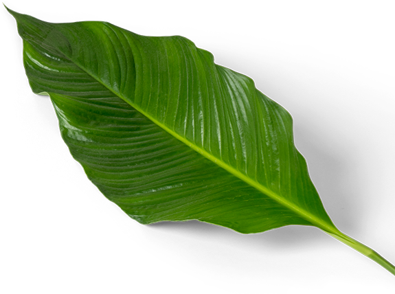 leaf.png